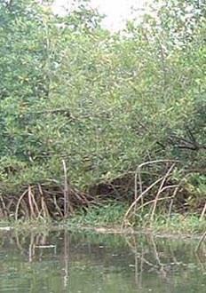 La mangrove